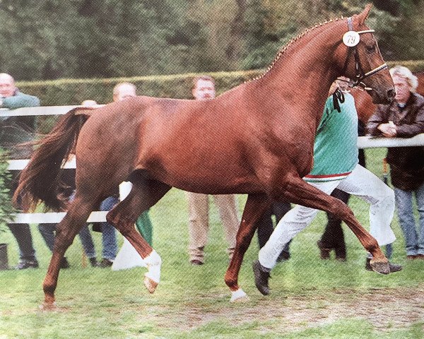 stallion Saint George (Westphalian, 1997, from Saint Tropez)