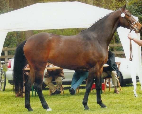 broodmare Mighty Alpha (Oldenburg, 2003, from Landjonker (Fruhling)) broodmare Mighty Alpha (Oldenburg, 2003, from Landjonker (Fruhling))