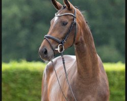 horse Electra (Westphalian, 2019, from Blue Hors Emilio)