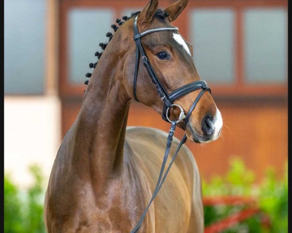 horse Scotland Yard (Westphalian, 2020, from Sir Heinrich OLD)