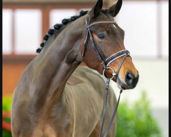 stallion Batistua (Rhinelander, 2019, from Blue Hors Baron)