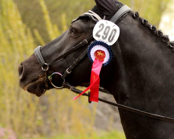dressage horse St. Annens Mahony (German Riding Pony, 2002, from St. Annens Monsieur N)