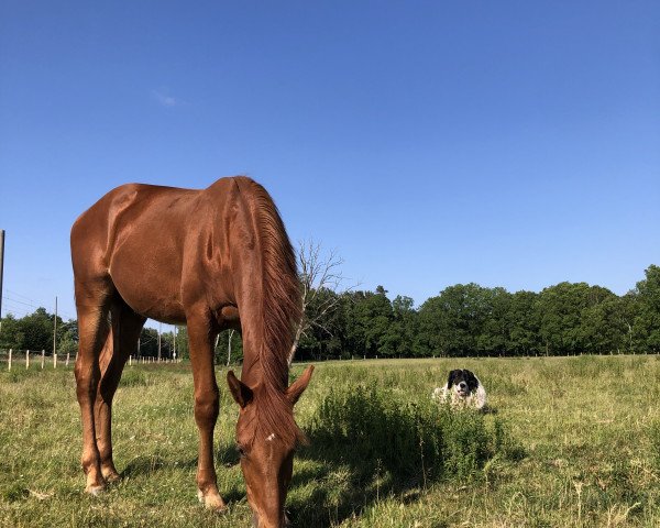 horse Gebbo vom Blumenberg (Oldenburg, 2022, from Go for Romance PS)