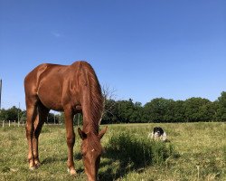 Pferd Gebbo vom Blumenberg (Oldenburger, 2022, von Go for Romance PS)