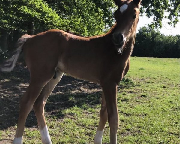 horse Gösta vom Blumenberg (Oldenburg, 2023, from Go for Romance PS)