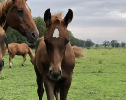 horse Nonno vom Blumenberg (Oldenburg, 2023, from Nechristo)