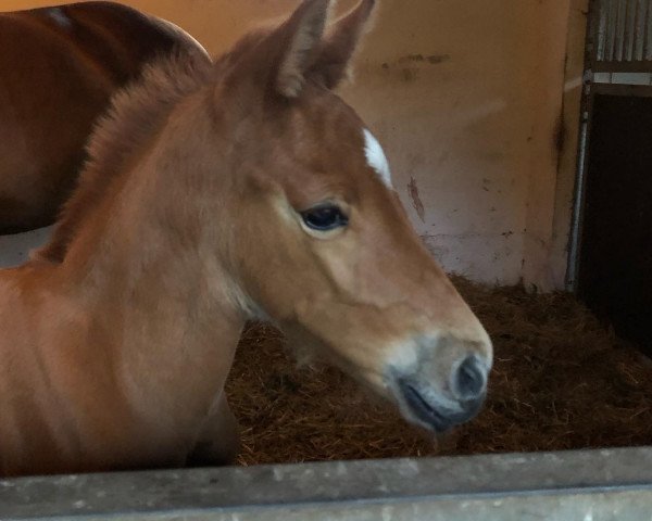 horse Fria vom Blumenberg (Oldenburg, 2022, from La Vie)