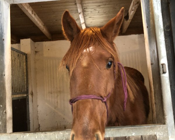 horse Wayra vom Blumenberg (Oldenburg,  , from Go for Romance PS)