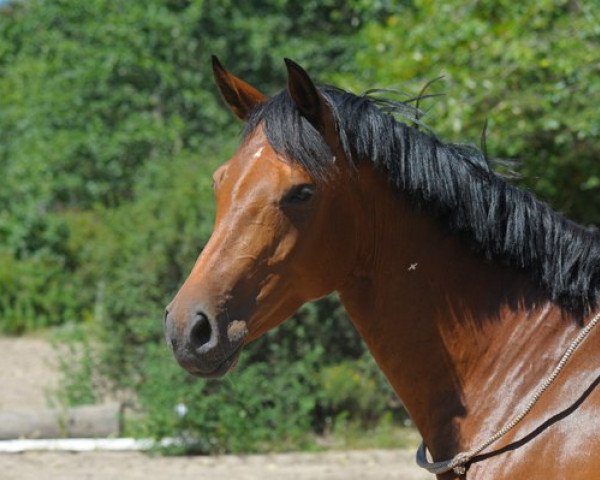 Springpferd Abkiss me Sady (Deutsches Sportpferd, 2010, von Abke 4)