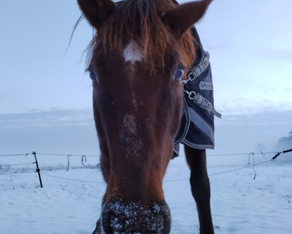 broodmare Dancing Mystery (Sachse, 1998, from Samenco I B)