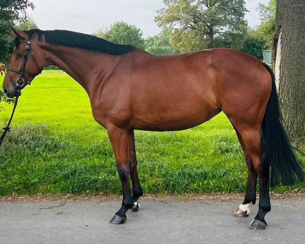 Springpferd Valerie 80 (Hannoveraner, 2016, von Valentino)