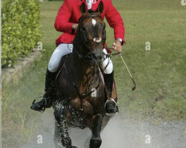 stallion Equitop de Moyon (Selle Français, 1992, from Jalisco B)