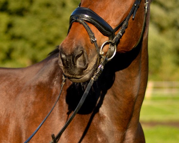 Dressurpferd Felix B (Rheinländer, 2007, von Fidertanz)