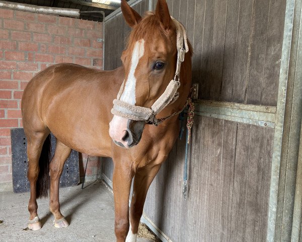 jumper Avelina G 3 (Mecklenburg, 2015, from Arko Junior Pms)