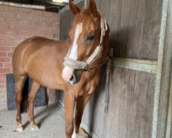 Springpferd Avelina G 3 (Mecklenburger, 2015, von Arko Junior Pms)