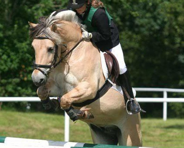 Dressurpferd Kalle (Deutsches Reitpony, 1997, von Kvest Halsnæs)