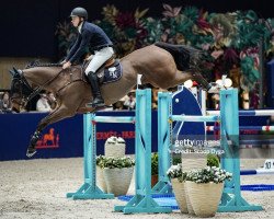 jumper Esi Ali (Irish Sport Horse, 2015, from Stakkato Gold)