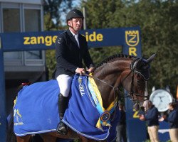 horse Ballyshan B F Super Hero (Irish Sport Horse, 2018, from Celtic Hero B Z)