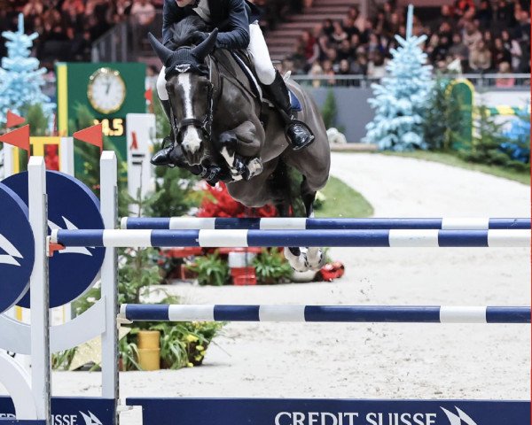 broodmare Hulde G (KWPN (Royal Dutch Sporthorse), 2012, from Vigo d'Arsouilles)