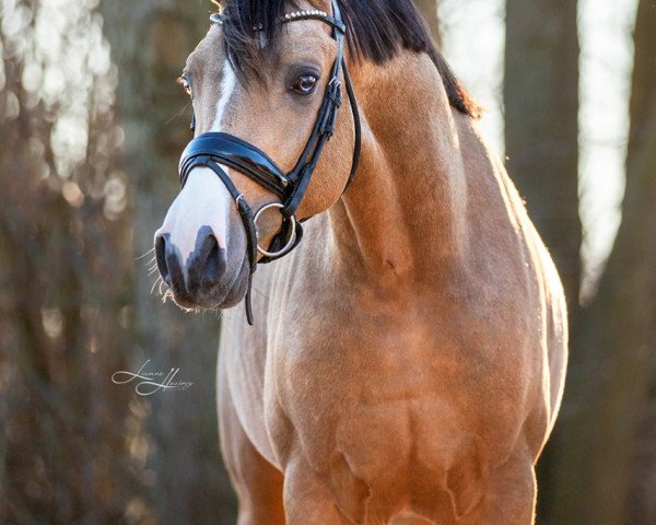 Pferd Rolex Emelwerth (Welsh Partbred, 2021, von Cosmo Callidus NRW) Pferd Rolex Emelwerth (Welsh Partbred, 2021, von Cosmo Callidus NRW)