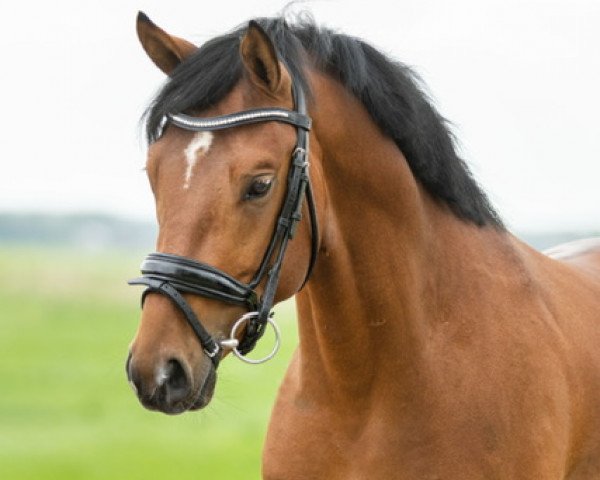 horse Palermo Emelwerth (Welsh Partbred, 2020, from D-Gold AT NRW)