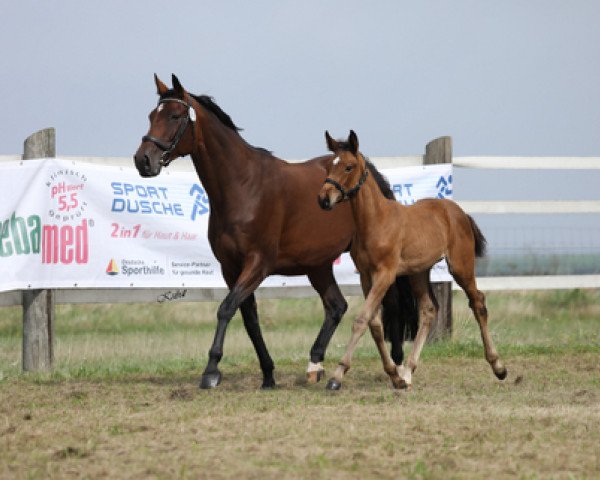 Zuchtstute Rubielle (Trakehner, 2023, von L'Elu de Dun AA)