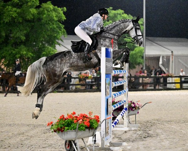jumper Gloria (Holsteiner, 2014, from Hickstead)
