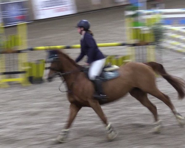 Reitturnier Hesel 2024