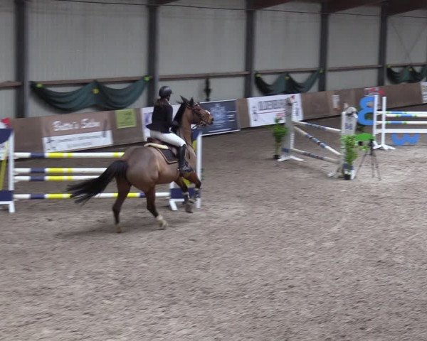 Torneo Equestre Hesel 2024