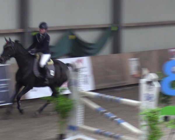 Reitturnier Hesel 2024
