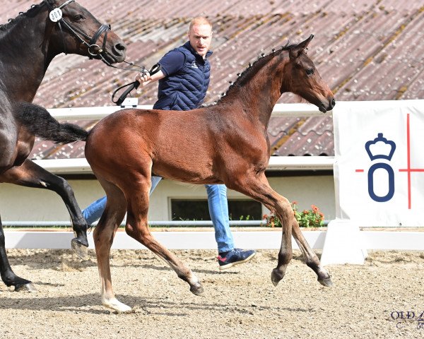 Pferd For Callamandia AKL (Oldenburger Springpferd, 2023, von For Planet)