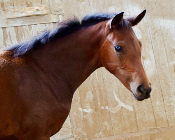 Pferd Valetta (Hannoveraner, 2023, von Vidar)