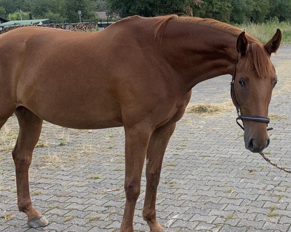 Springpferd Zweet Zara (Westfale, 2019, von Zorro T) Springpferd Zweet Zara (Westfale, 2019, von Zorro T)