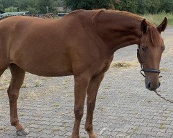 jumper Zweet Zara (Westphalian, 2019, from Zorro T)