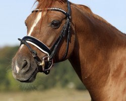 dressage horse Donatello 136 (German Riding Pony, 2008, from Dressman V)