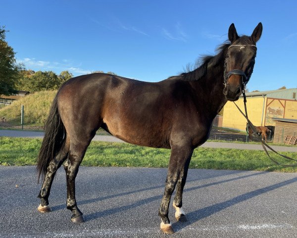 horse Quinta (Hanoverian, 2018, from Quantensprung 3)