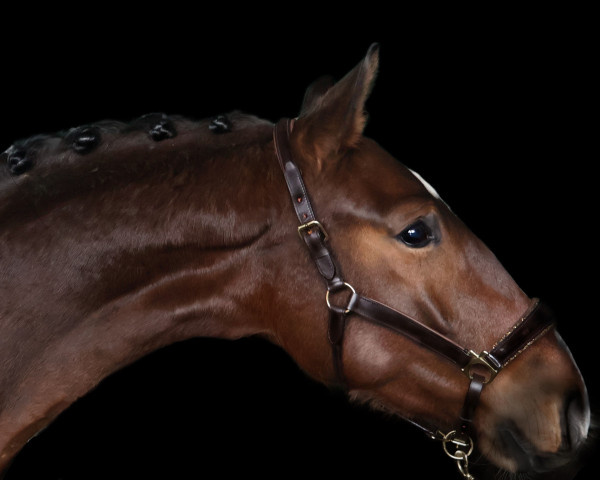 horse Sensations Innuendo (Westphalian, 2021, from Sir Heinrich OLD)