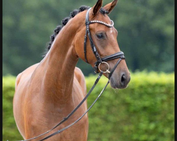 horse Juliet (Westphalian, 2019, from Jovian)