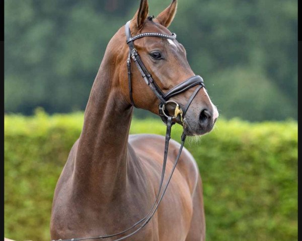 horse Diego (Westphalian, 2019, from Da Vinci Code 6)