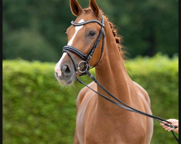 dressage horse Fashion in Red O (Westphalian, 2019, from Fashion In Black NRW)