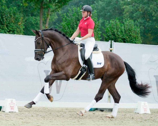 dressage horse Ernesto 88 (Westphalian, 2019, from Ehrenstolz)