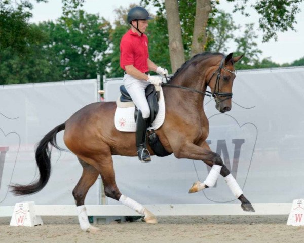 dressage horse Don Fardon (Westphalian, 2018, from Don Nobless)