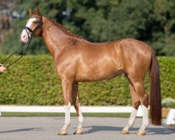 dressage horse Belvedere MP (Westphalian, 2018, from Callaho's Benicio)