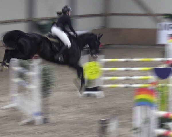 Reitturnier Hesel 2024