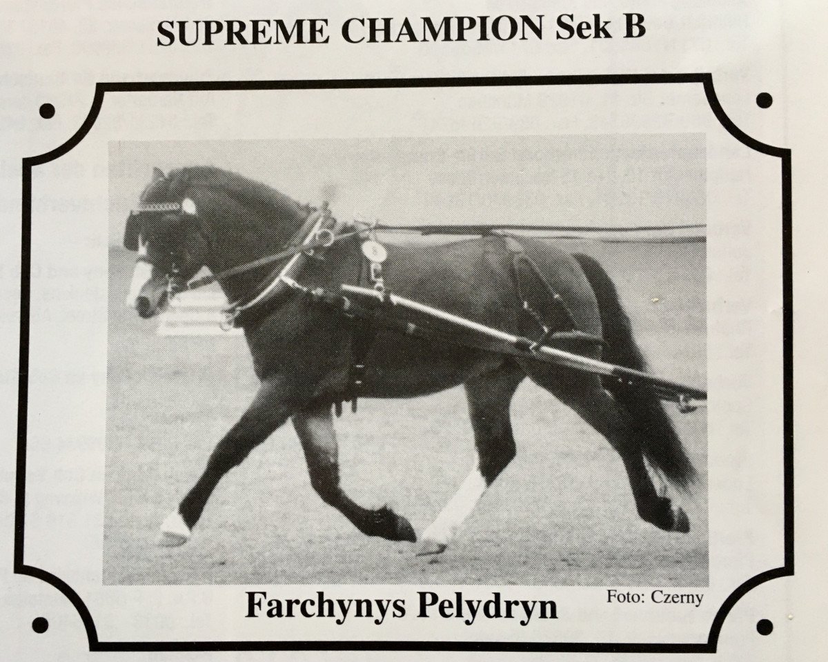 stallion Farchynys Pelydryn (Welsh-Pony (Section B), 1992, from Coed Coch Pele)