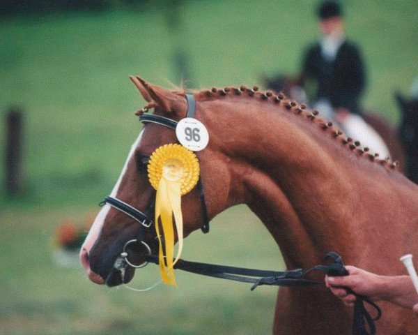 Deckhengst Giglbergs Ballentine (Deutsches Reitpony, 1994, von Bourbon)