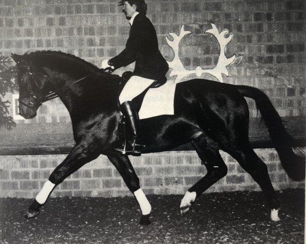 stallion Scharahnanduc (Trakehner, 1990, from Anduc)