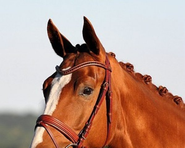 horse Sternengold (Oldenburg, 2009, from Sungold 2)