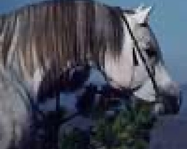 stallion Rumel el Masan ox (Arabian purebred, 1982, from Masan ox)