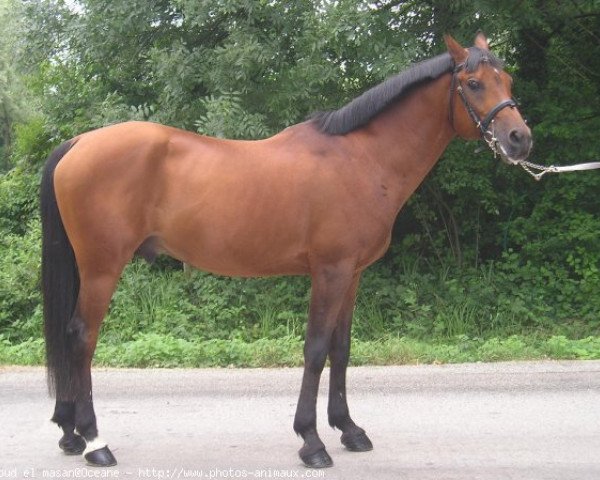 horse Daoud El Masan ox (Arabian purebred, 1991, from Masan ox)